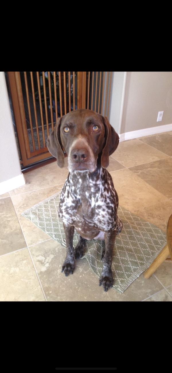 /images/uploads/southeast german shorthaired pointer rescue/segspcalendarcontest2021/entries/21939thumb.jpg